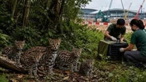 after months of tracking volunteers found five leopard cats breeding in changis forest but terminal