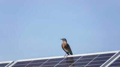 ai cameras watched birds around solar panels for 17000 hours and recorded no collisions scientists a