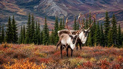 alaskas tundra looks like frozen ground but beneath it lies ancient carbon worth a 43 trillion clima