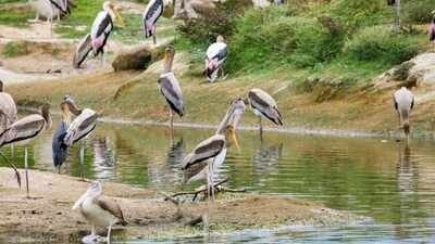 all 3 bird islands disappeared in texas one restored island now hosts 2500 nesting pairs