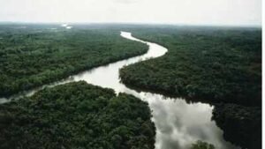 an aerial view of a rain forest