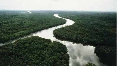 an aerial view of a rain forest