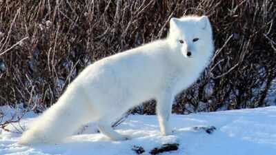 arctic
