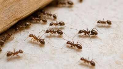 argentine ants