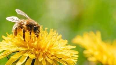 bees