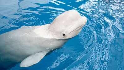 beluga whale