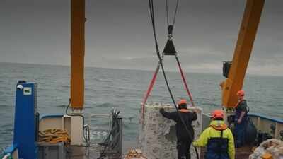 britain is dropping 20 concrete reef cubes and 44 tons of scallop shells into the sea in the hope to
