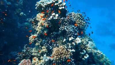 corals