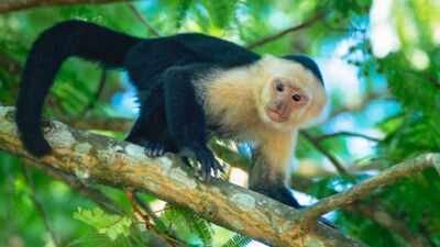 costa rica scientists placed an ai touchscreen in a wild forest 16 capuchin monkeys used it for bana