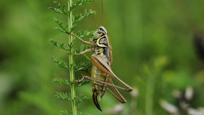 cricket on a plant