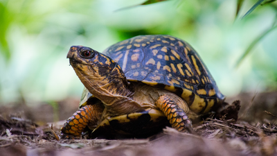 eastern box turtle