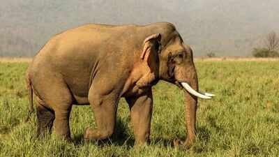 elephant
