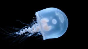 ethereal jellyfish in microgravity