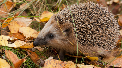 european hedgehog