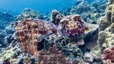 every winter more than 100000 cuttlefish gather in australia in a mating period that is the only one