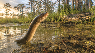 floridas everglades faces a new threat as an invasive asian swamp eel wipes out local crayfish and f