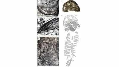 fossil