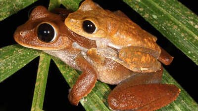 frog