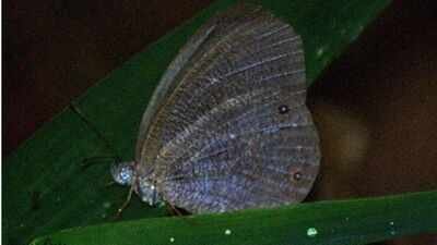 godartiana byses