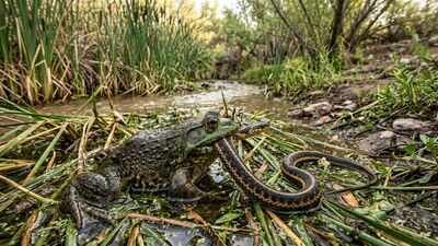in 1920 arizona introduced bullfrogs as a game species and food source a century later the invasive