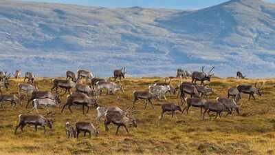 in 1944 29 reindeer were left on a remote island in alaska decades later they had eaten themselves i
