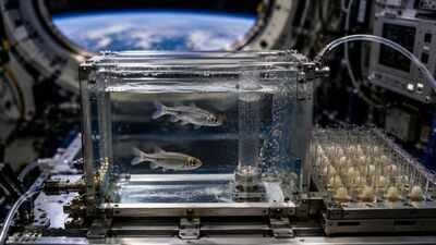 in 1973 nasa sent two fish and 50 eggs into space the unusual experiment helped reveal what happens