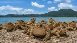 in 1978 just 10 to 15 cane toads were moved to ishigaki island decades later their population increa
