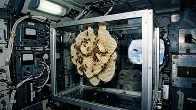 in 1984 nasa sent thousands of honeybees into space to build a honeycomb without gravity and the tin