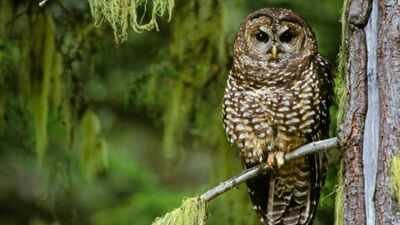 in 1990 the northern spotted owl became a symbol of americas logging wars 36 years later scientists