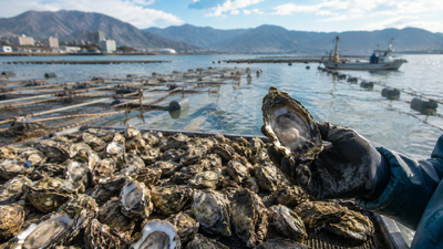 japans hiroshima produces about 60 of its farmed oysters but up to 90 have died amid unusually warm