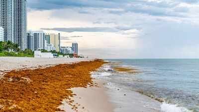 mexico cleaned over 100k tons of sargassum at the beginning of 2026 but is still facing a seaweed cr