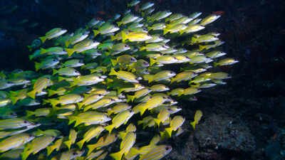 more than 120 fish species have migrated from the red sea into the mediterranean