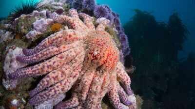 more than 99 of californias sunflower sea stars vanished now scientists have found a mysterious colo