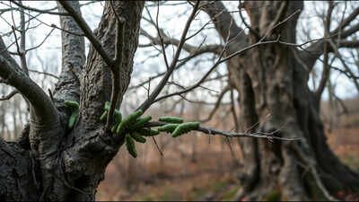 oak buds and waiting caterpillars