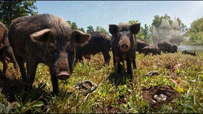 ossabaw island hogs