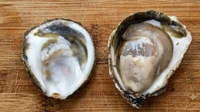 oysters can carry a bacterium that can be deadly to humans without getting sick scientists found how