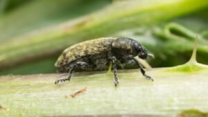 rhinocyllus conicus