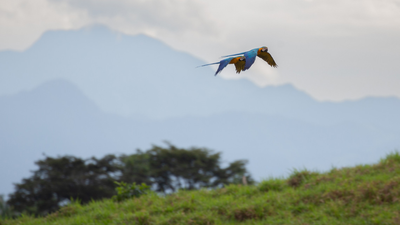 scientists are using thousands of hours of rainforest sound recordings to teach ai to recognise bird