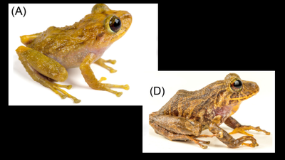scientists found a new species hiding in a museum drawer for more than a century the ecuadorian frog