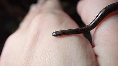 scientists overturned hundreds of rocks in barbados and finally found the worlds smallest snake afte