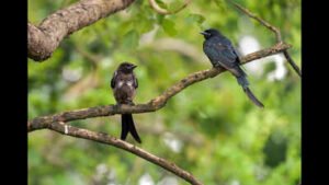 siliguri aug 07 ani a juvenile and an adult black drongo perch on a tree bra