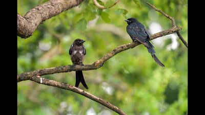 siliguri aug 07 ani a juvenile and an adult black drongo perch on a tree bra