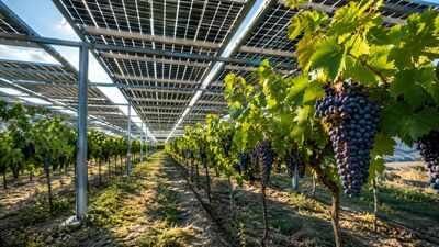 solar panels were installed above grapevines in italys puglia and the harvest revealed a surprising