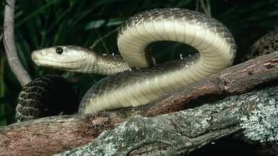 the black mamba is the fastest snake on earth but its incredible speed isnt its only weapon heres ho