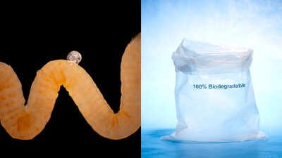 the study began with an unusual marine worm olavius algarvensis the little animal has neither a mout