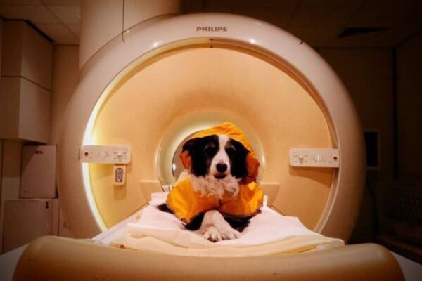 trained pet dogs remained awake during fmri scans as researchers measured their brain activity while