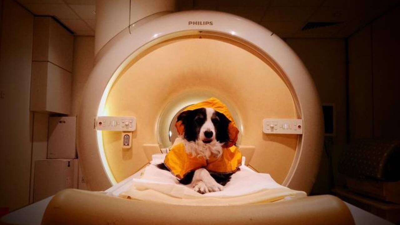 trained pet dogs remained awake during fmri scans as researchers measured their brain activity while