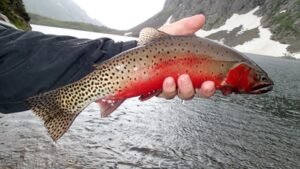 trout