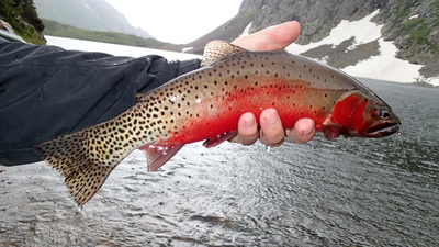 trout