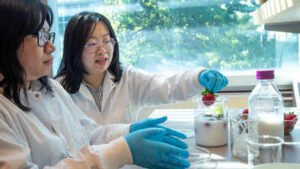 ubc scientists ivy chiu and dr tianxi yang in the lab